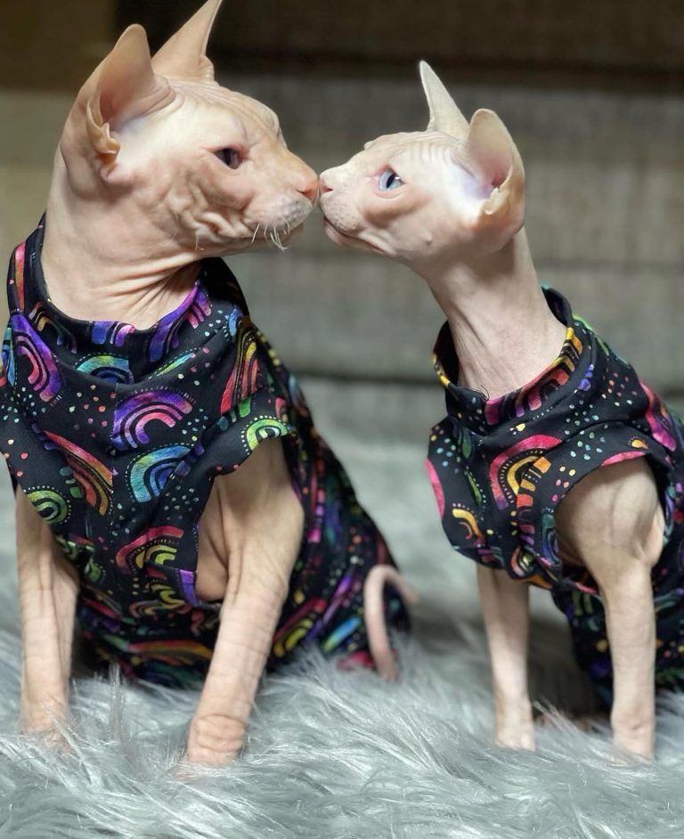 Donald, a Wrinklebottom Sphynx