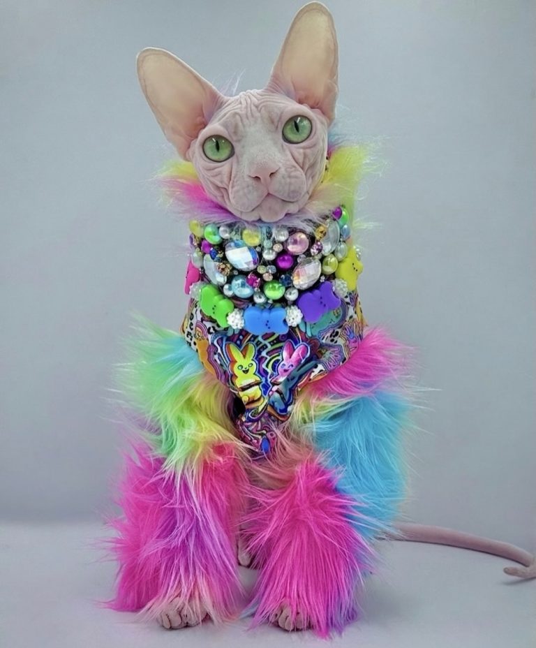 Bubbles, a Wrinklebottom Sphynx