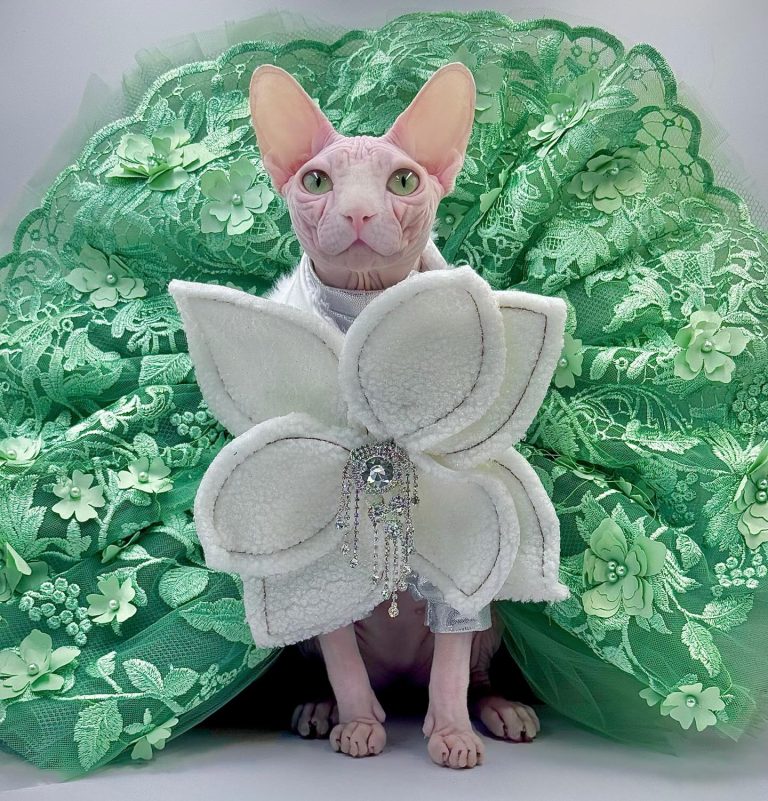 Bubbles, a Wrinklebottom Sphynx