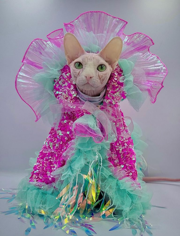 Bubbles, a Wrinklebottom Sphynx