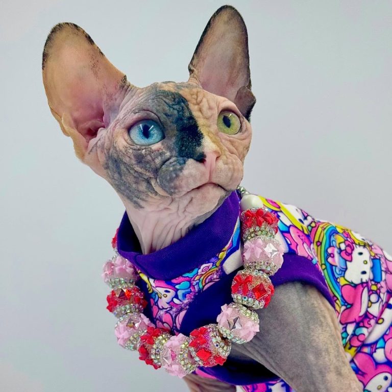 Diva, a Wrinklebottom Sphynx
