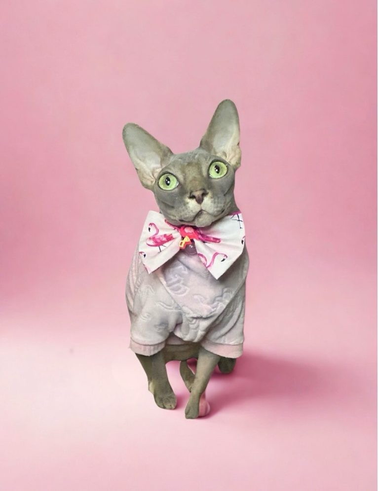 Bubbles, a Wrinklebottom Sphynx