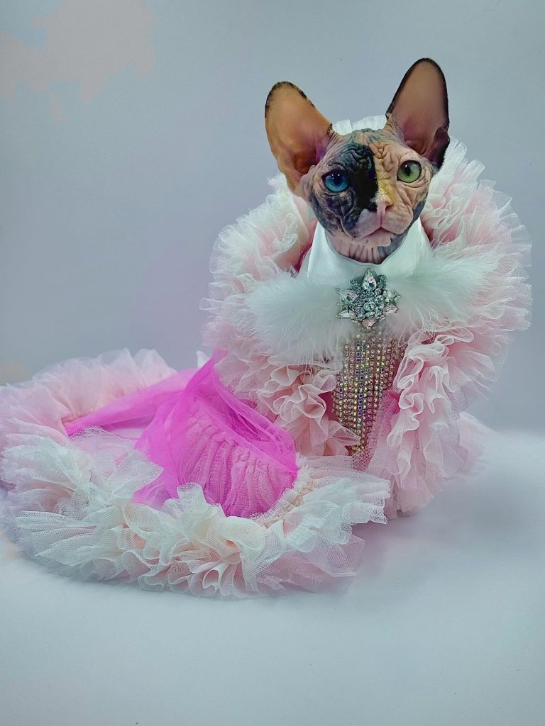 Diva, a Wrinklebottom Sphynx