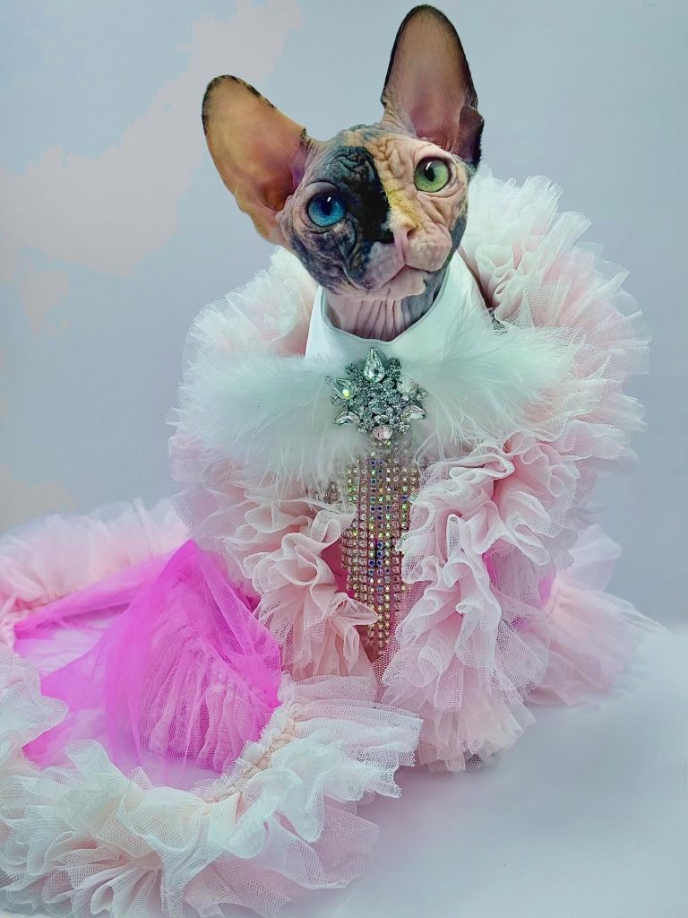 Diva, a Wrinklebottom Sphynx