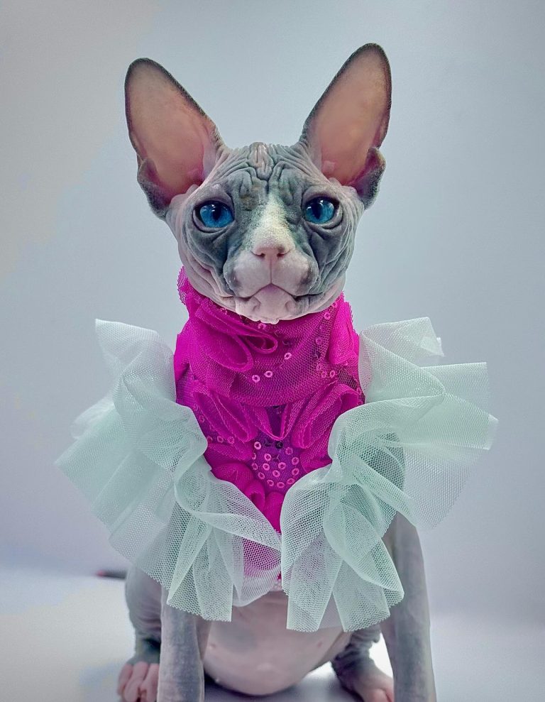 Diamond, a Wrinklebottom Sphynx