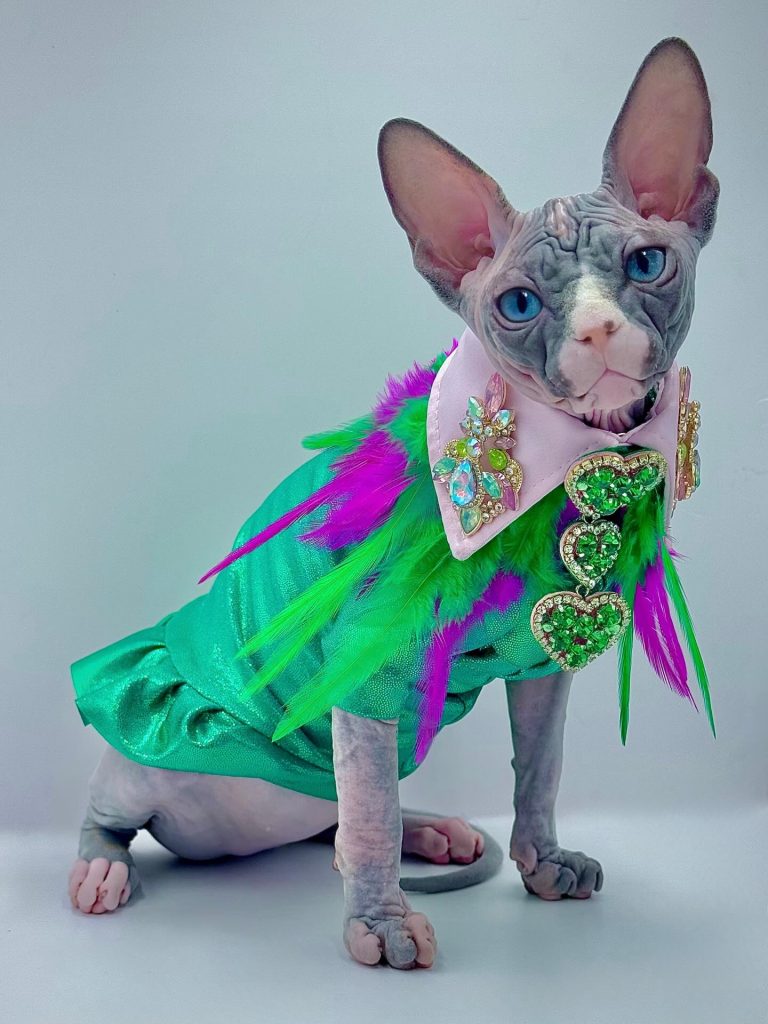 Diamond, a Wrinklebottom Sphynx