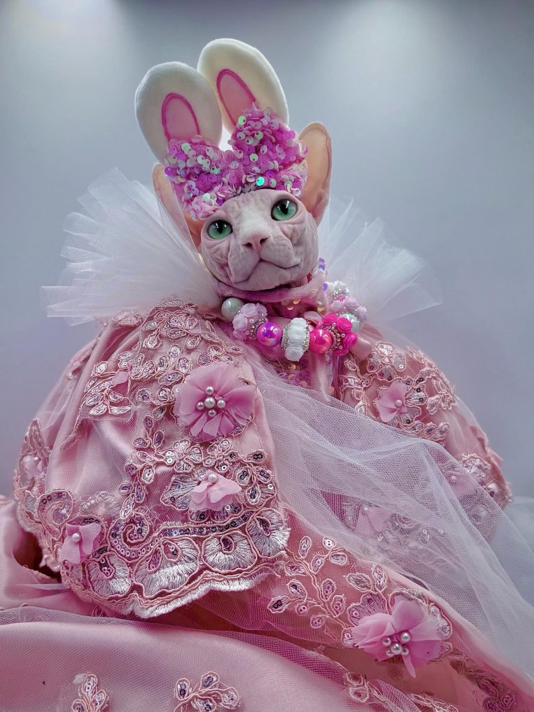 Bubbles, a Wrinklebottom Sphynx