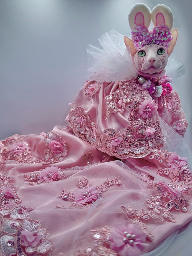 Bubbles, a Wrinklebottom Sphynx