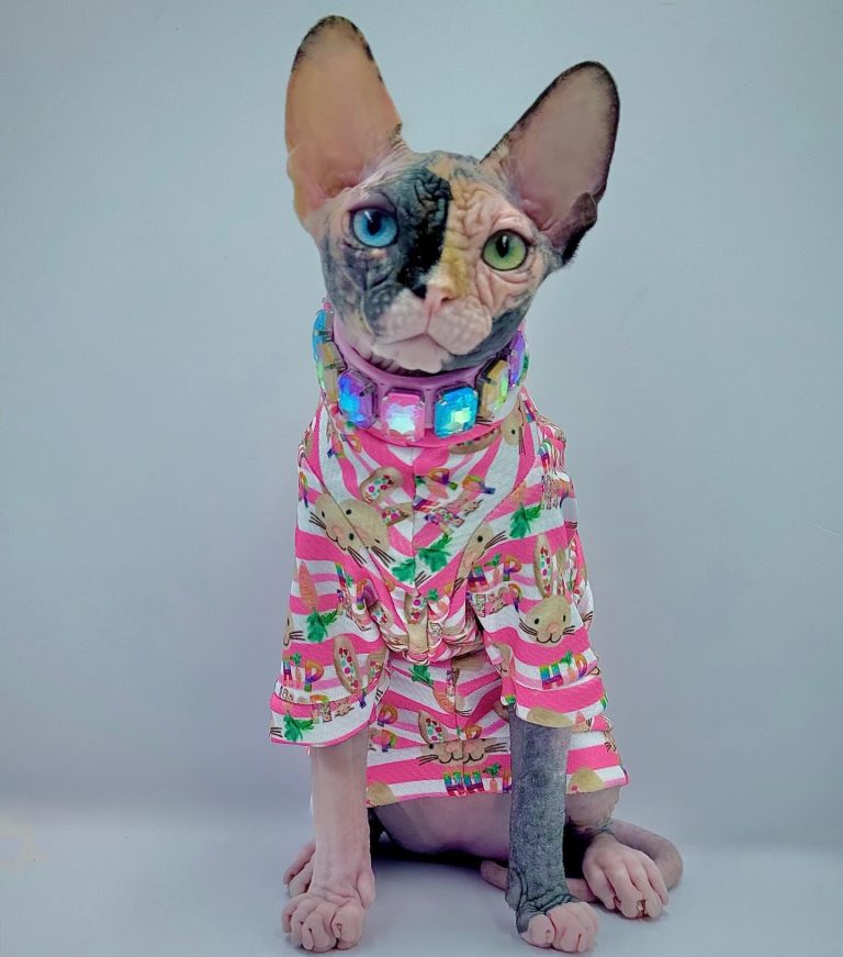 Diva, a Wrinklebottom Sphynx