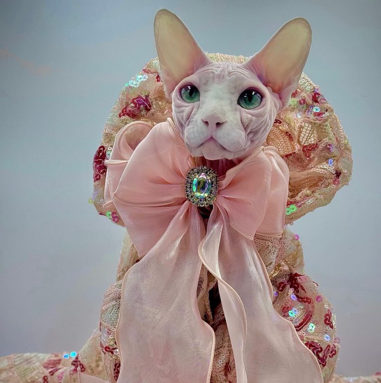 Bubbles, a Wrinklebottom Sphynx