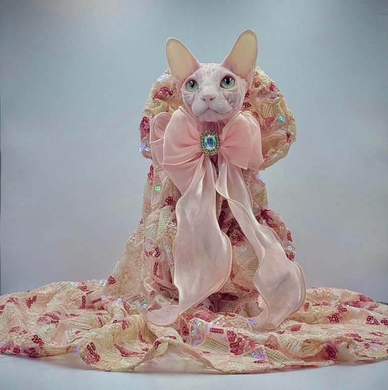 Bubbles, a Wrinklebottom Sphynx