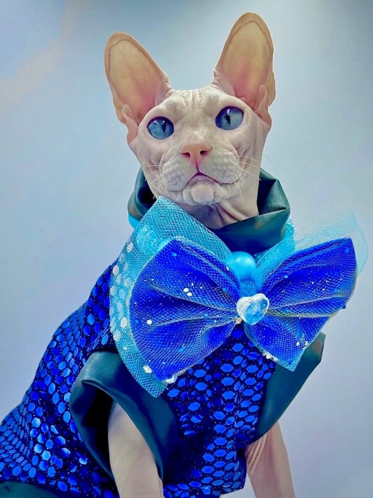 Donald, a Wrinklebottom Sphynx