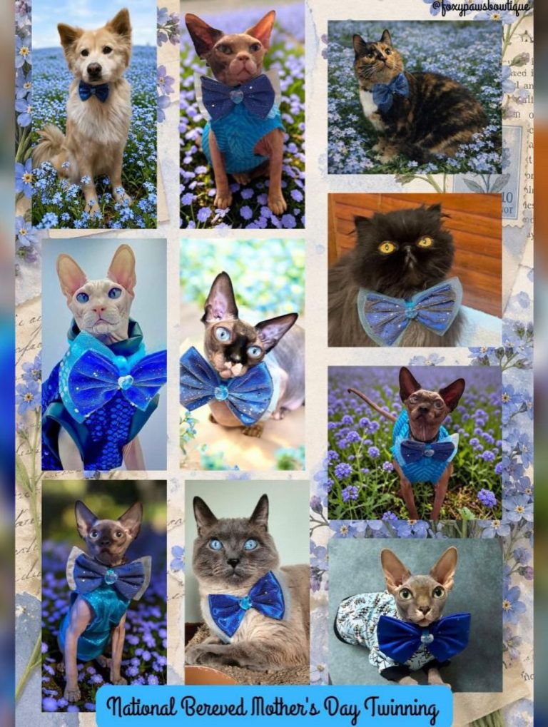 Donald, a Wrinklebottom Sphynx