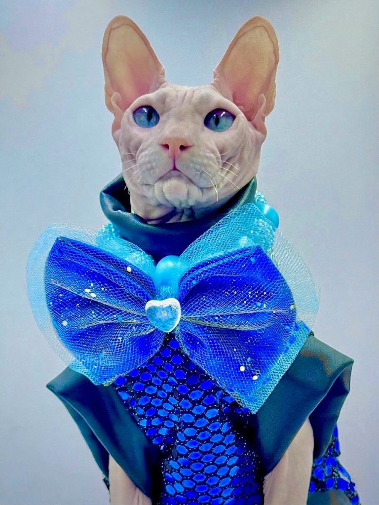 Donald, a Wrinklebottom Sphynx