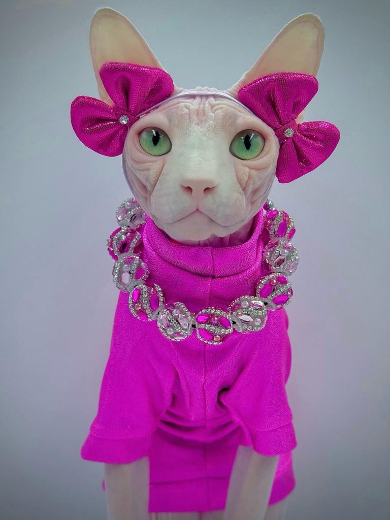 Bubbles, a Wrinklebottom Sphynx