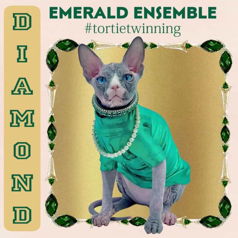 Diva, a Wrinklebottom Sphynx