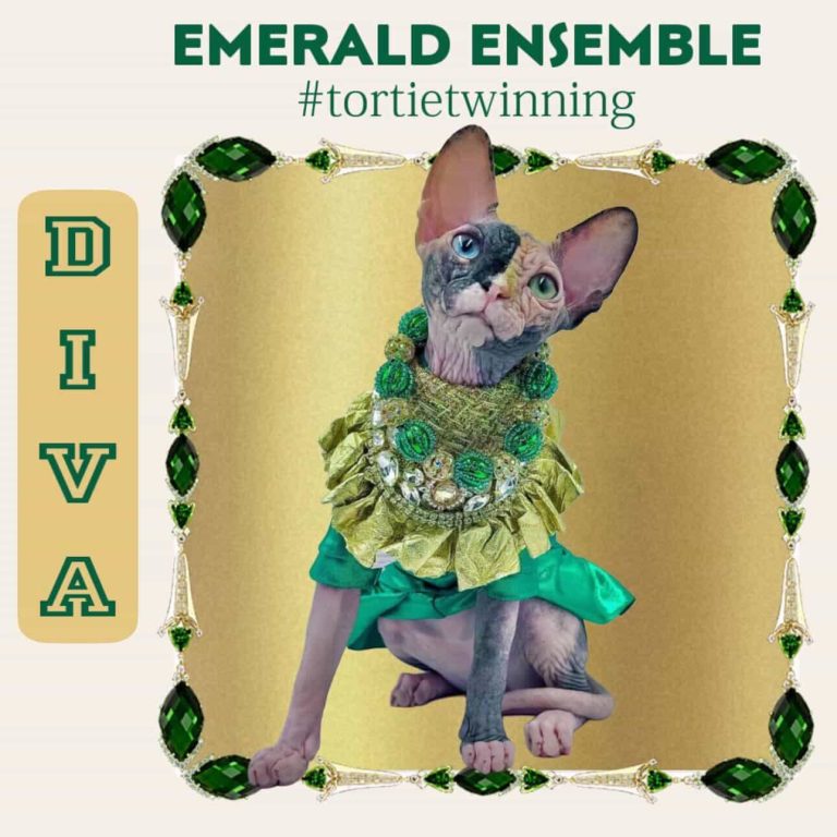 Diamond, a Wrinklebottom Sphynx