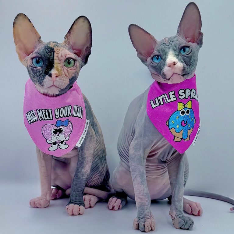 Diamond, a Wrinklebottom Sphynx