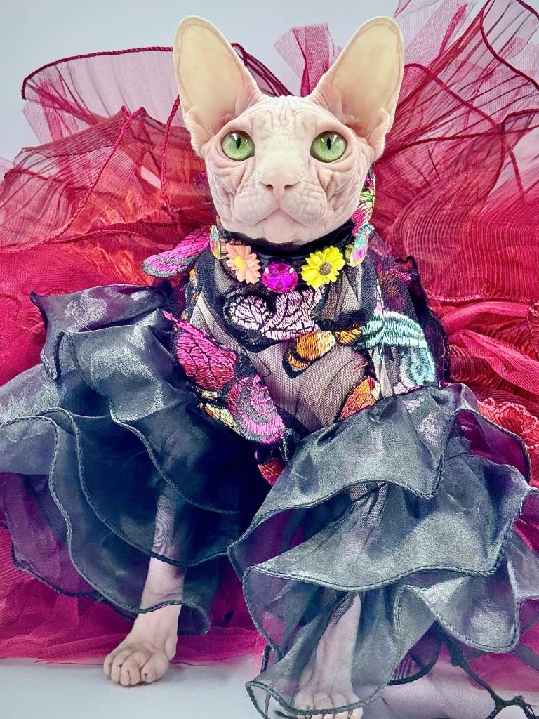 Bubbles, a Wrinklebottom Sphynx