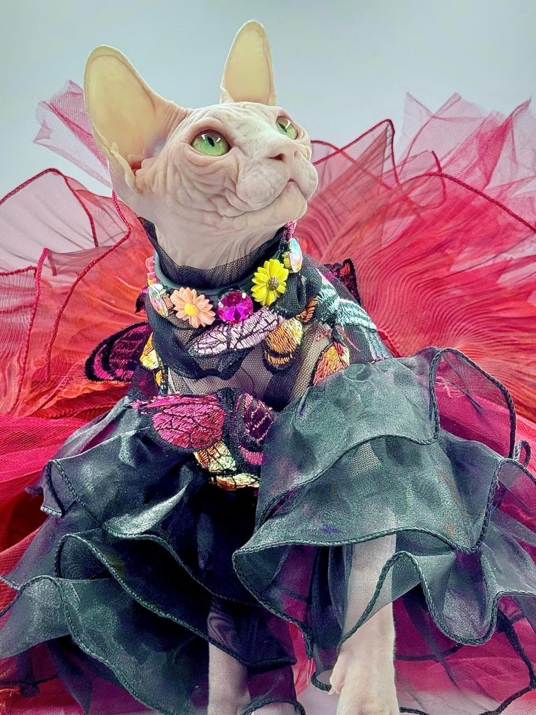 Bubbles, a Wrinklebottom Sphynx