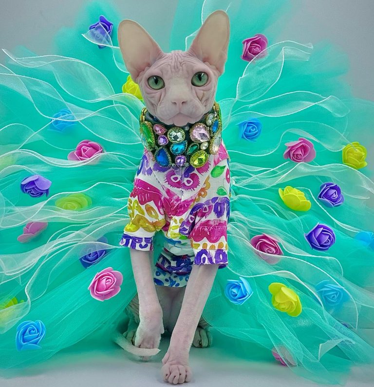Bubbles, a Wrinklebottom Sphynx