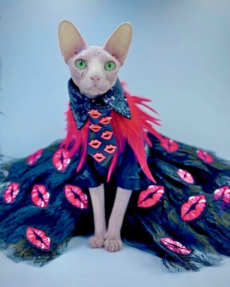 Bubbles, a Wrinklebottom Sphynx