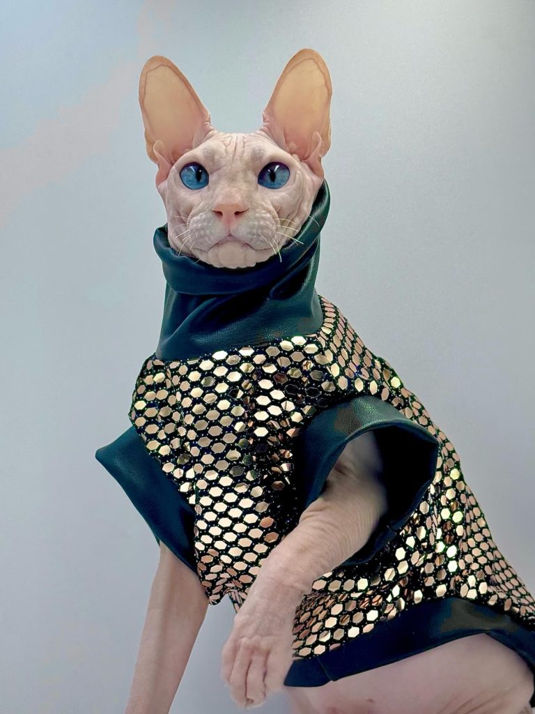 Donald, a Wrinklebottom Sphynx
