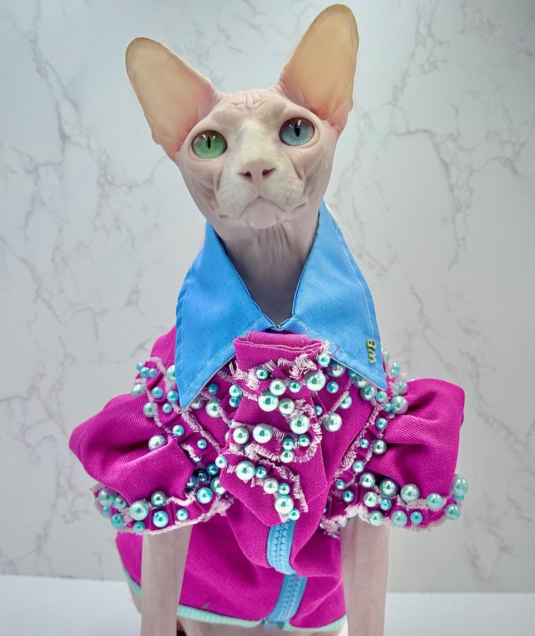 Daisy, a Wrinklebottom Sphynx