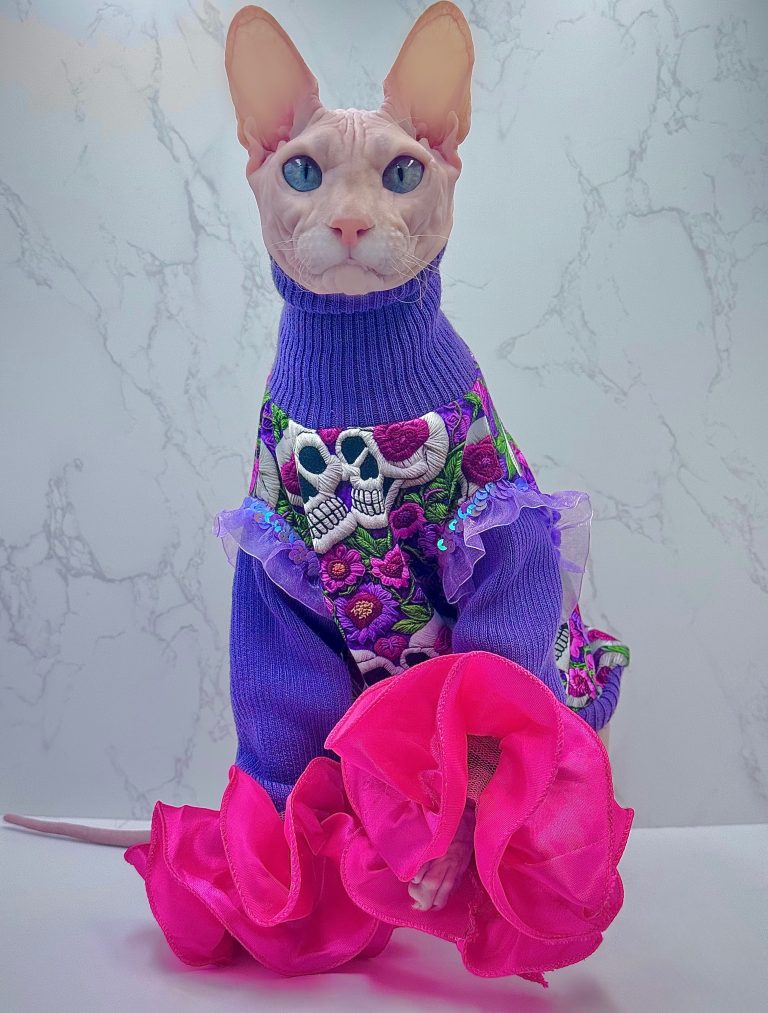 Donald, a Wrinklebottom Sphynx