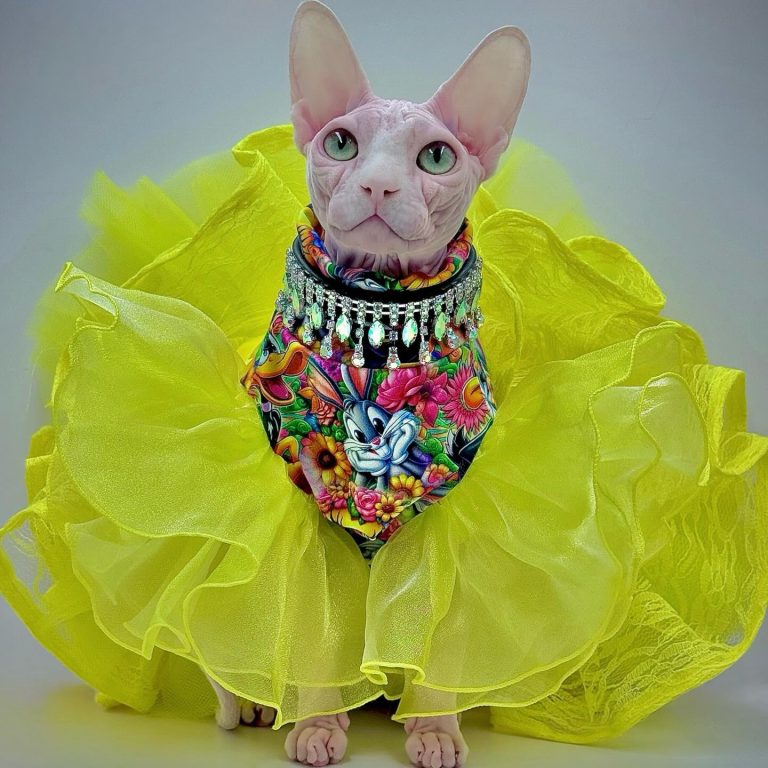 Bubbles, a Wrinklebottom Sphynx
