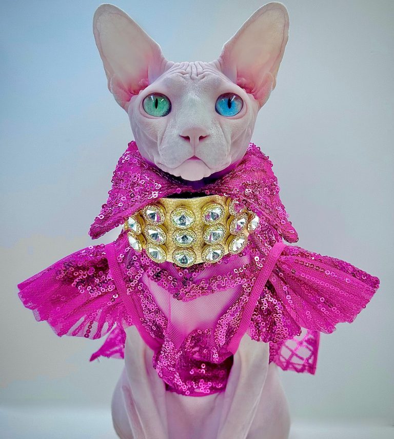 Daisy, a Wrinklebottom Sphynx