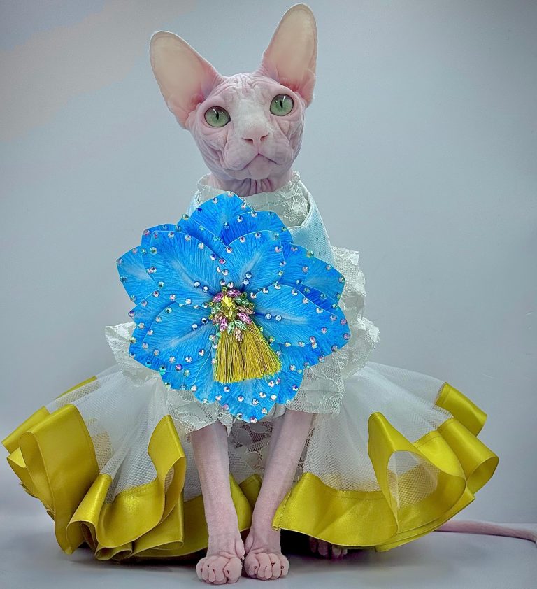 Bubbles, a Wrinklebottom Sphynx