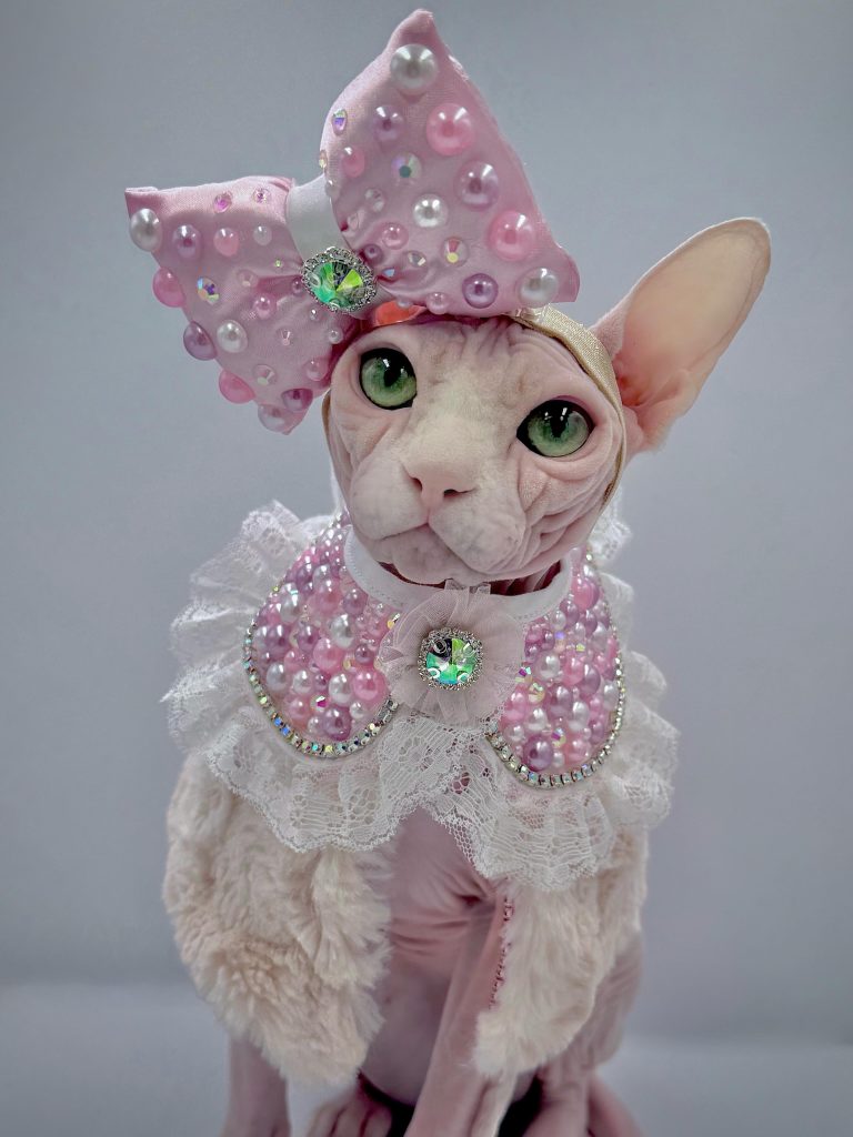 Bubbles, a Wrinklebottom Sphynx