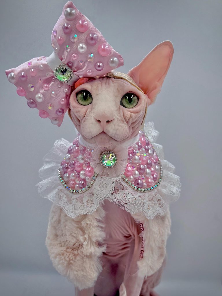 Bubbles, a Wrinklebottom Sphynx
