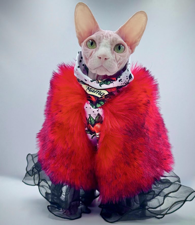 Bubbles, a Wrinklebottom Sphynx