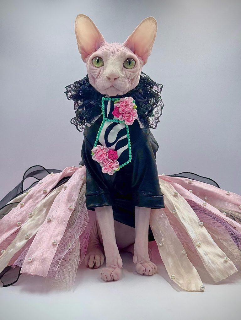 Bubbles, a Wrinklebottom Sphynx