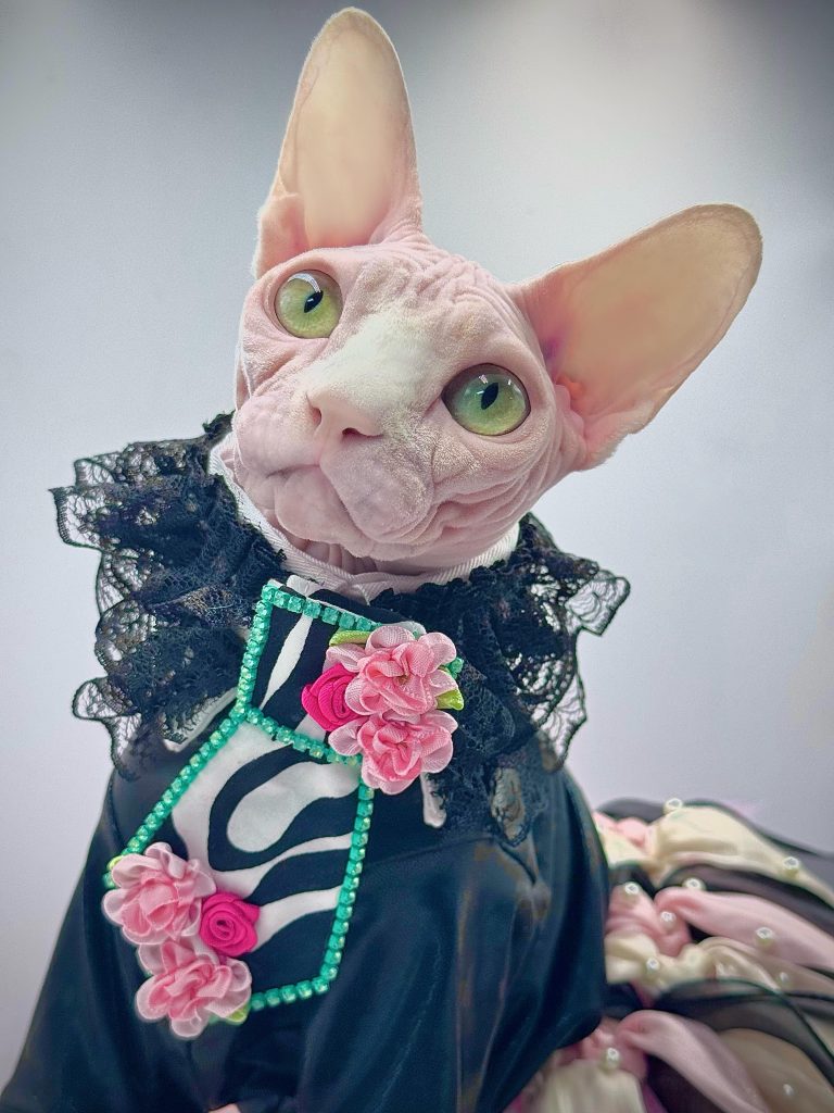 Bubbles, a Wrinklebottom Sphynx
