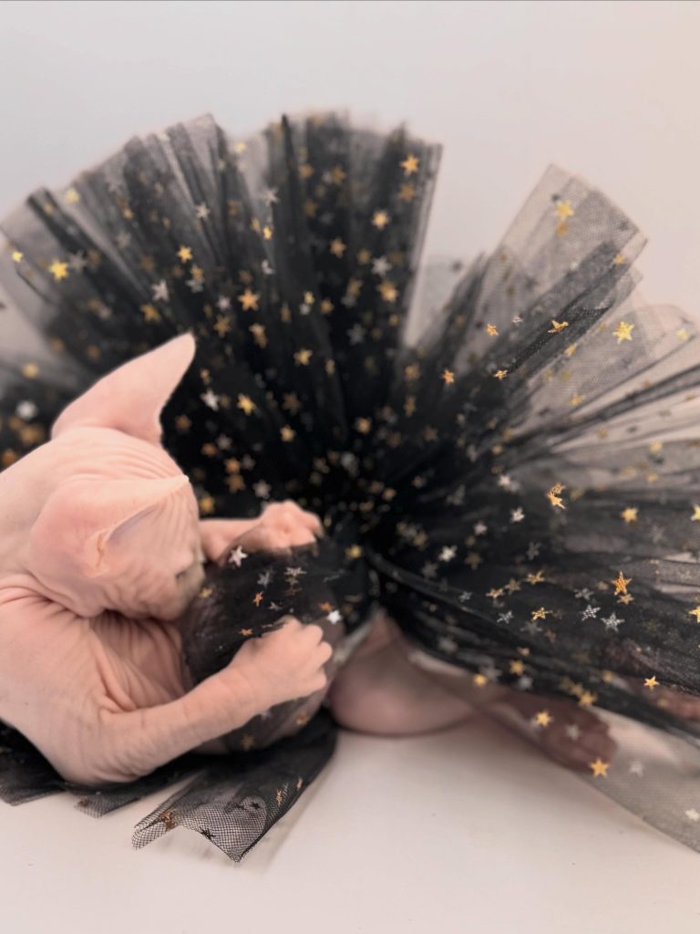 Dumpling, a Wrinklebottom Sphynx