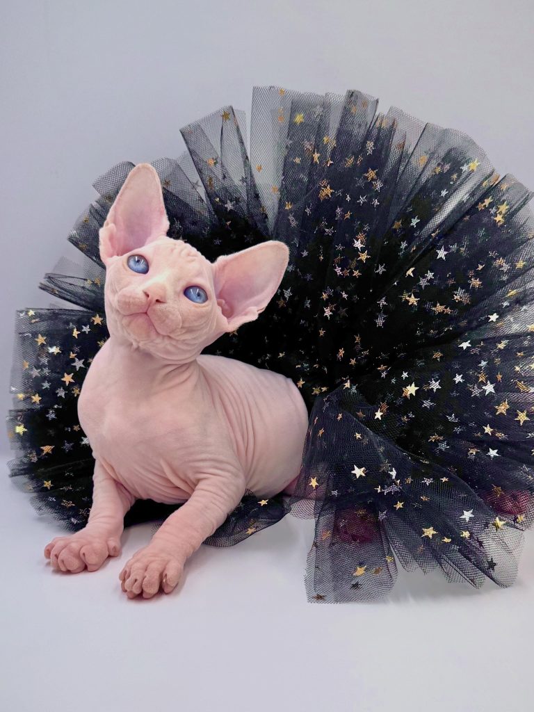 Dumpling, a Wrinklebottom Sphynx