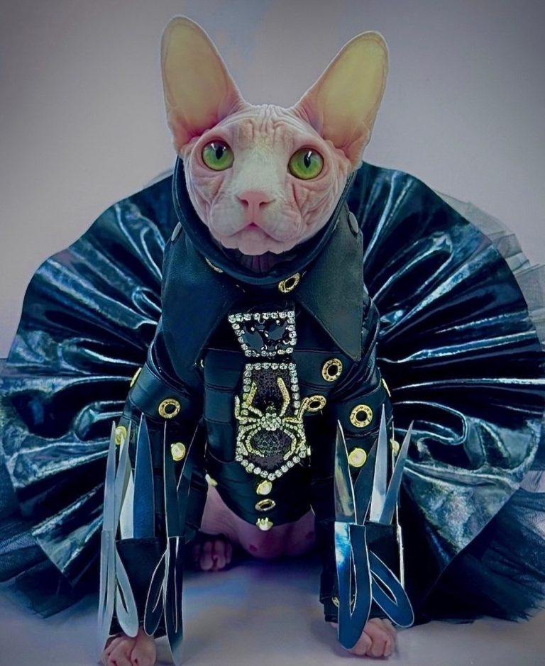 Bubbles, a Wrinklebottom Sphynx