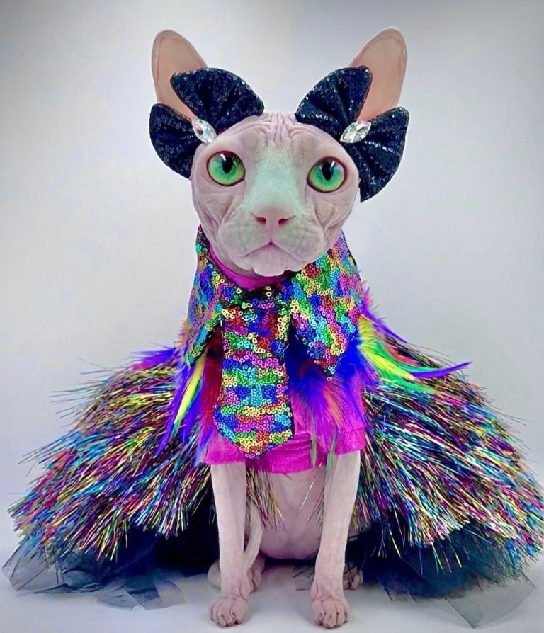 Bubbles, a Wrinklebottom Sphynx