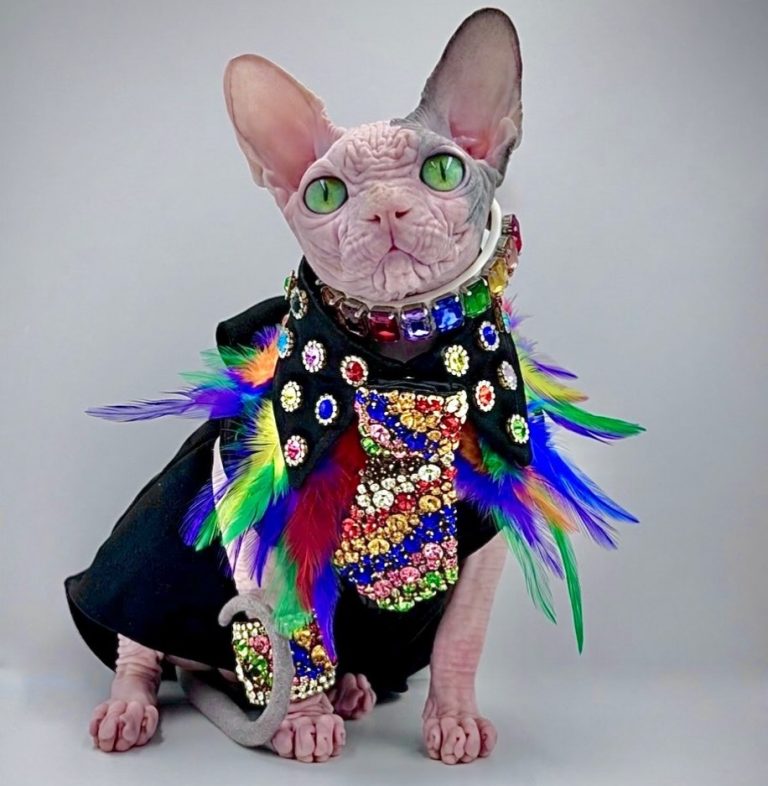 Duke, a Wrinklebottom Sphynx
