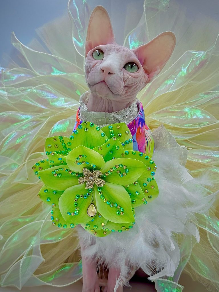 Bubbles, a Wrinklebottom Sphynx