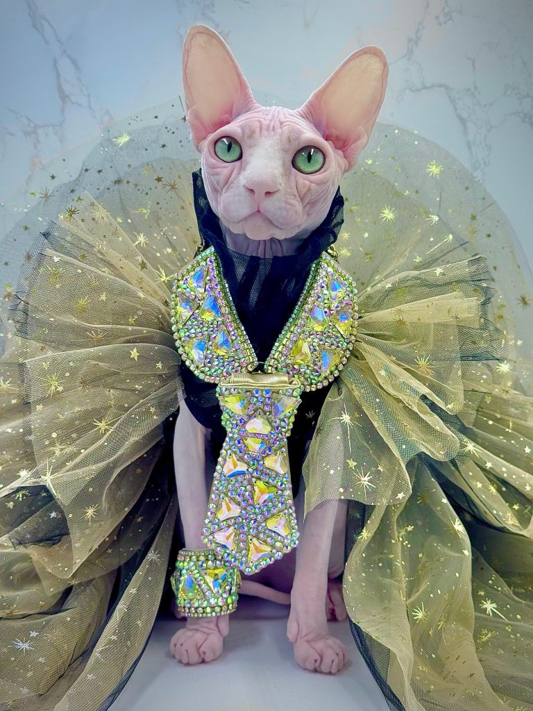 Bubbles, a Wrinklebottom Sphynx