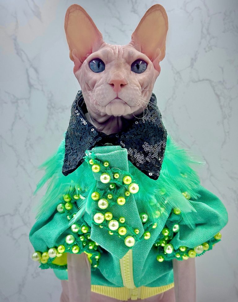 Donald, a Wrinklebottom Sphynx
