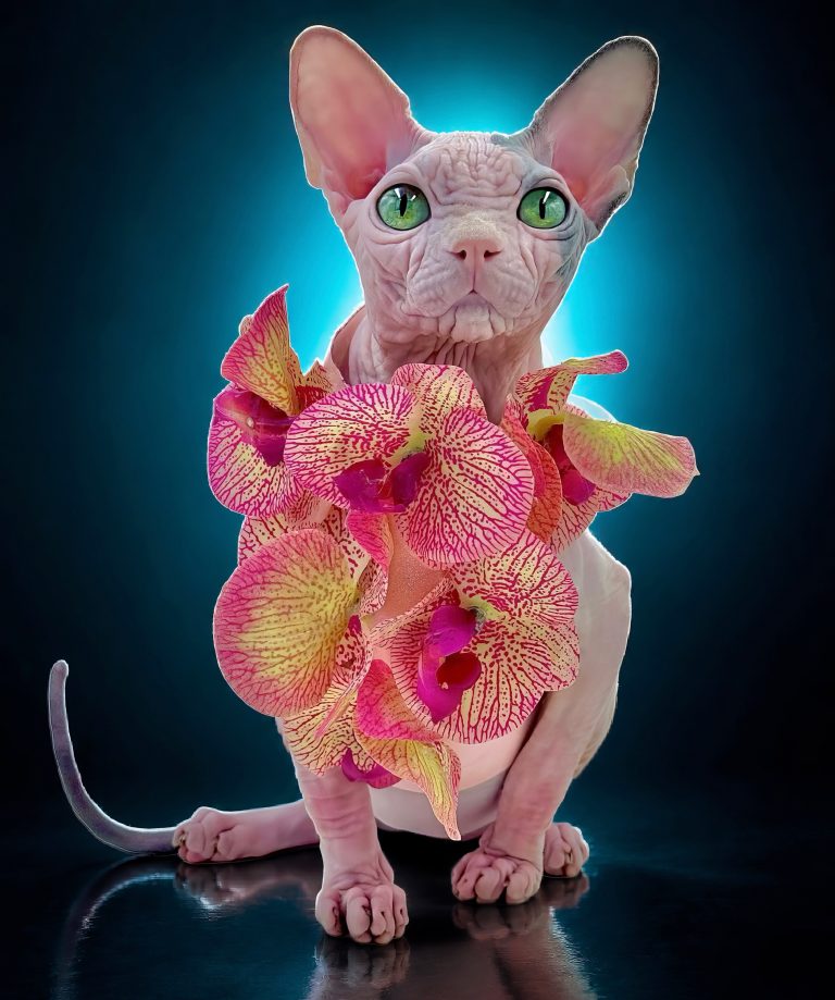 Duke, a Wrinklebottom Sphynx
