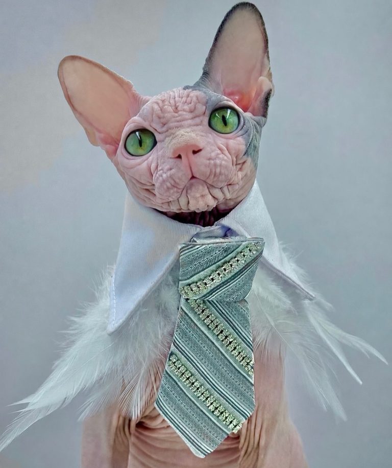 Duke, a Wrinklebottom Sphynx