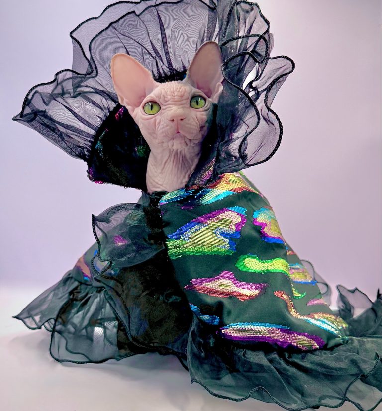 Duke, a Wrinklebottom Sphynx