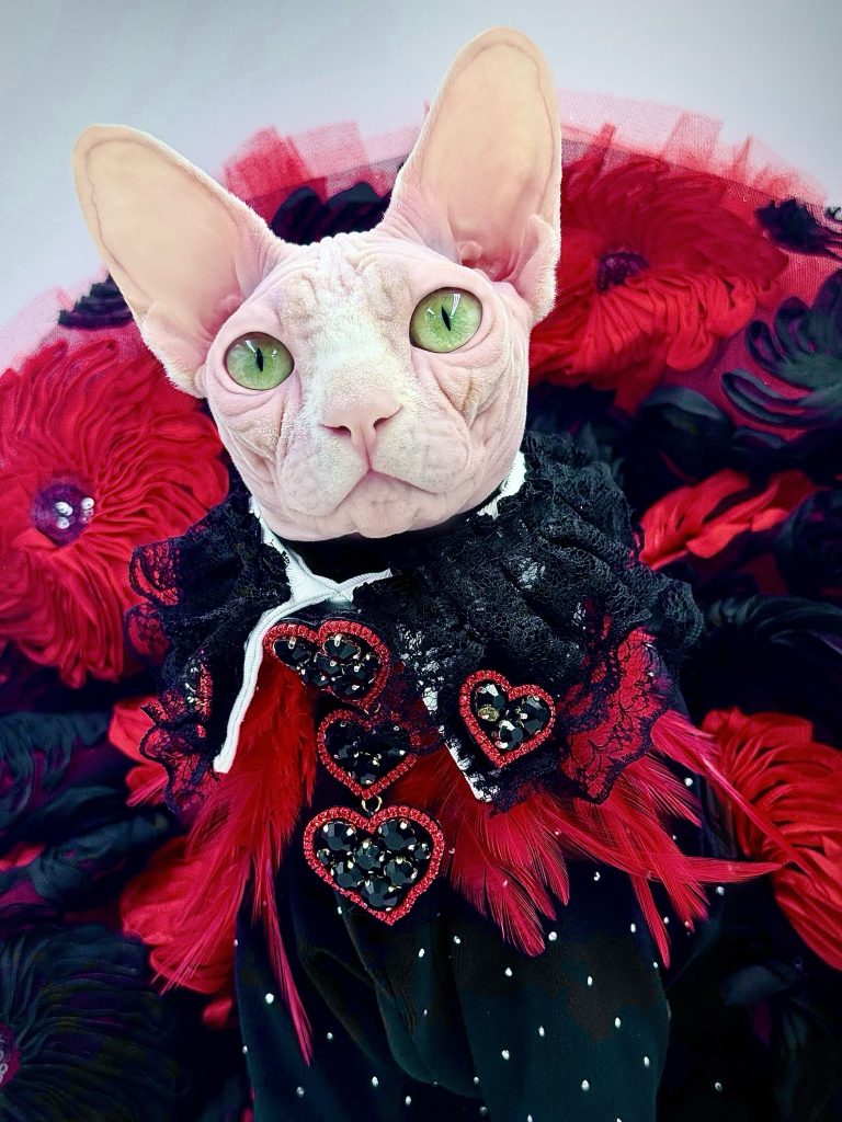 Bubbles, a Wrinklebottom Sphynx