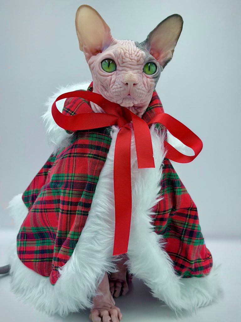 Duke, a Wrinklebottom Sphynx